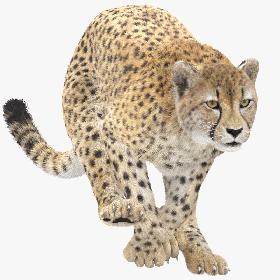 3D Cheetah Animated, Fur